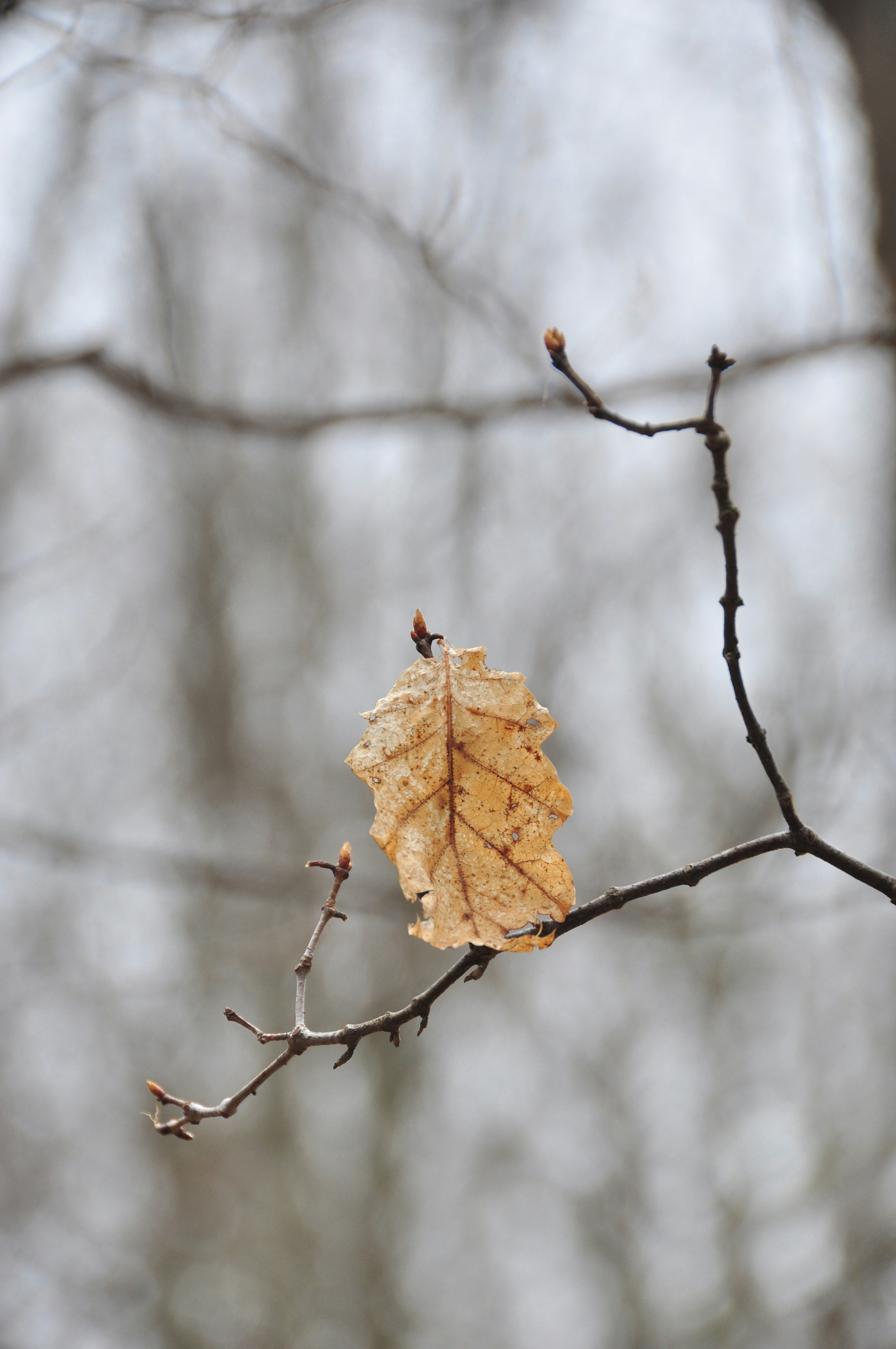 Photo by idonothingbutlove