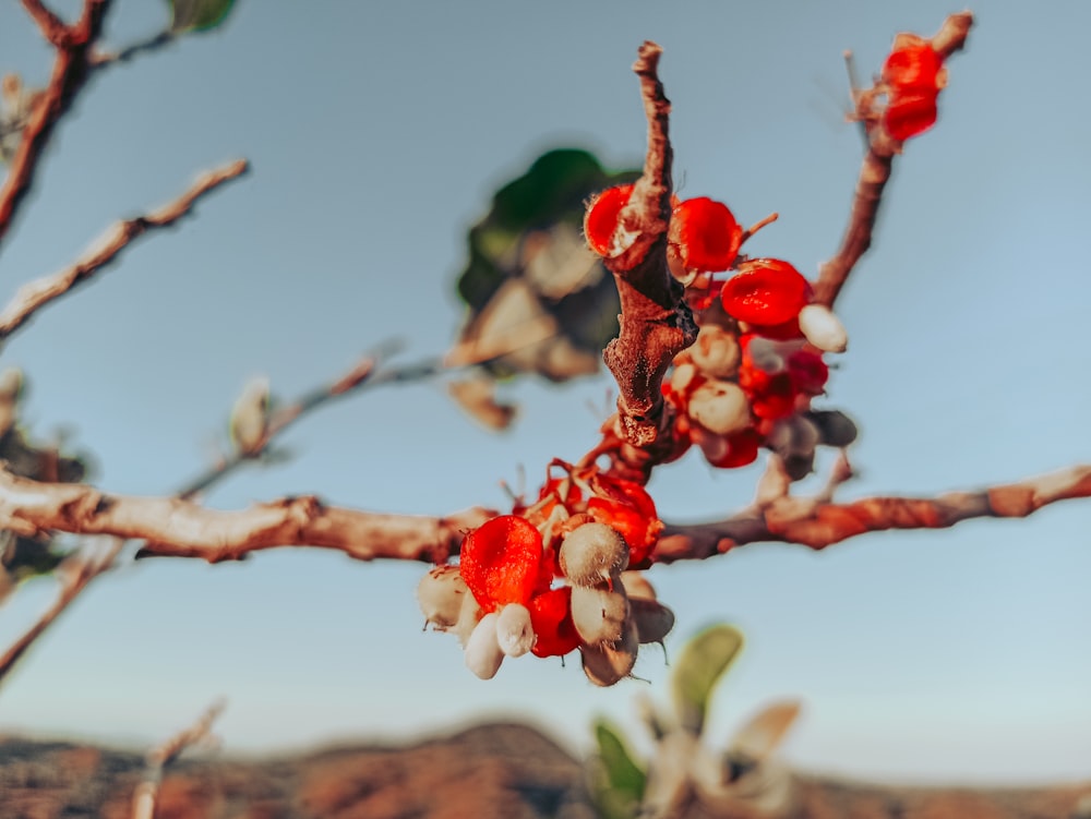 red round fruits on tree branch during daytime