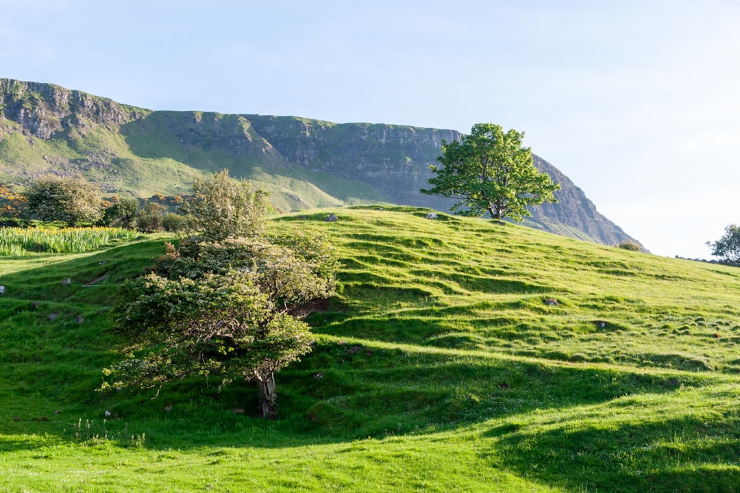 green grass field and trees on mountain