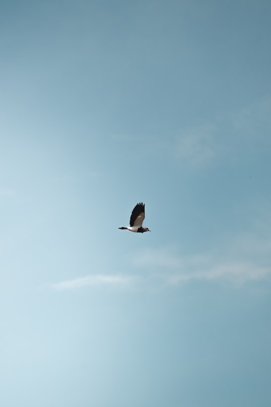 black and white bird flying under blue sky during daytime in Montevideo Departamento de Montevideo Uruguay