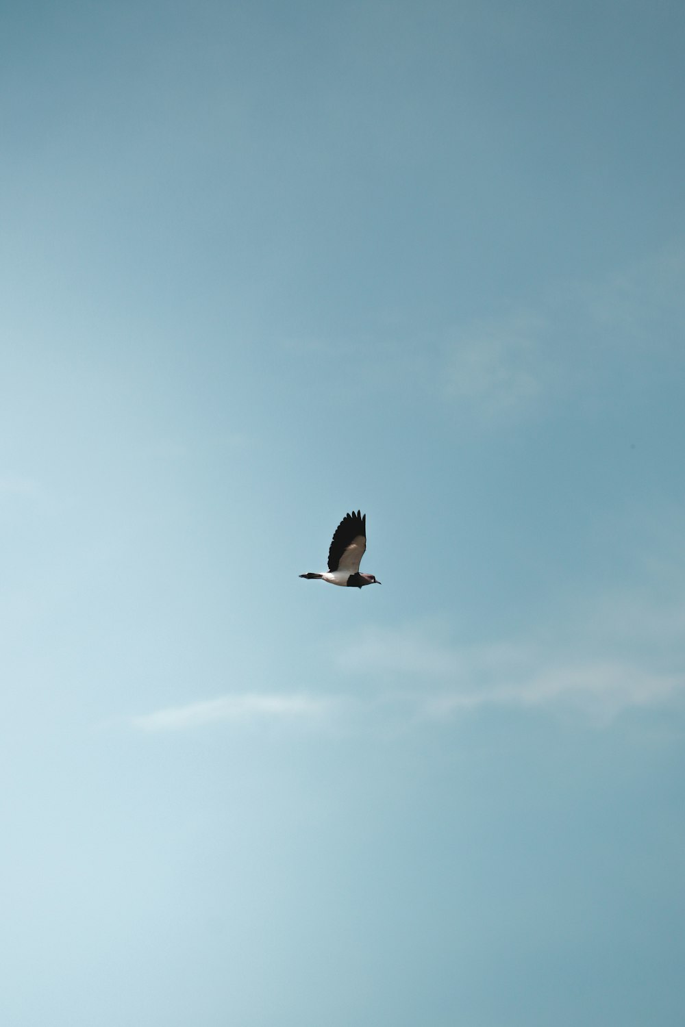 black and white bird flying under blue sky during daytime