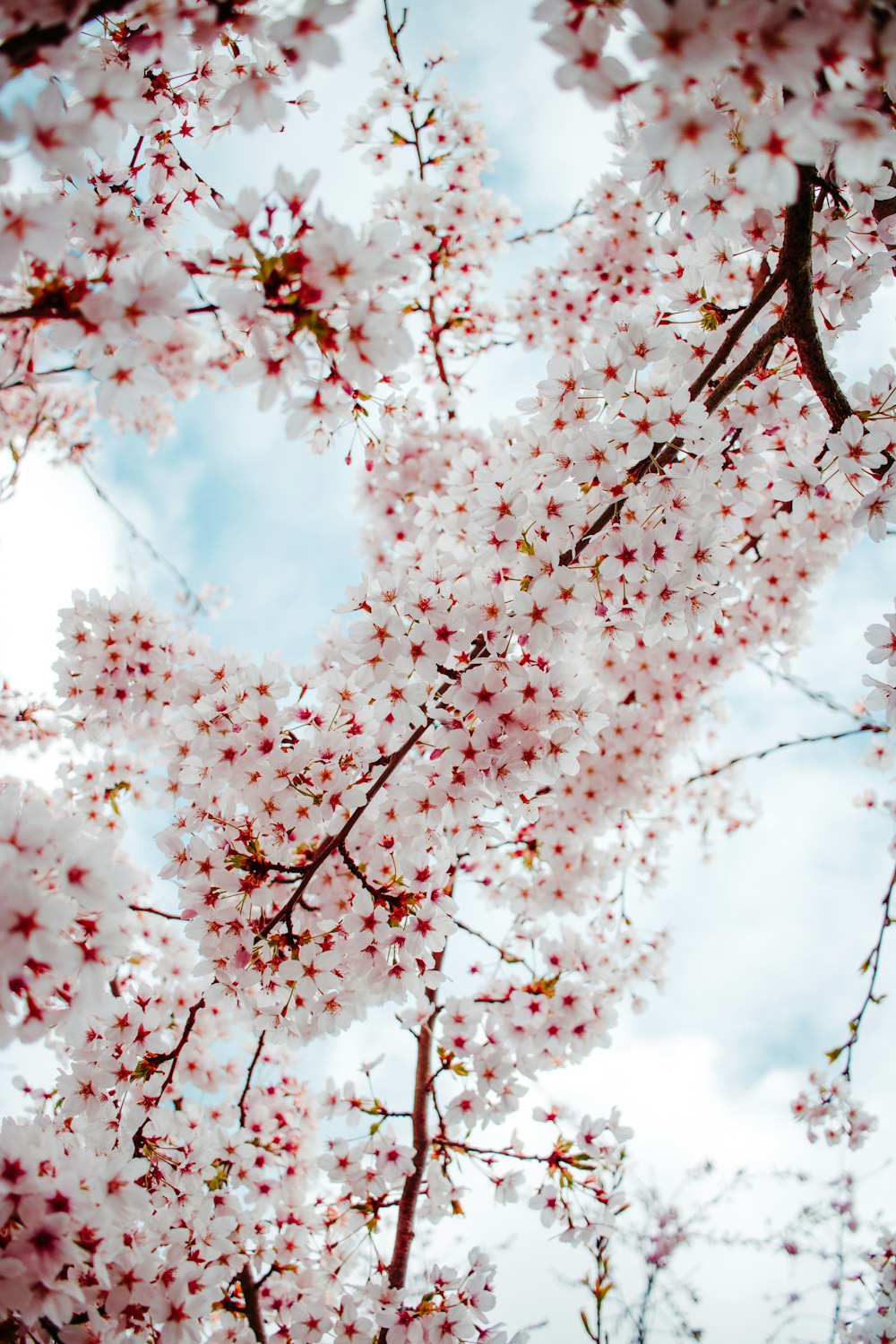 rosa Kirschblütenbaum unter weißen Wolken und blauem Himmel tagsüber