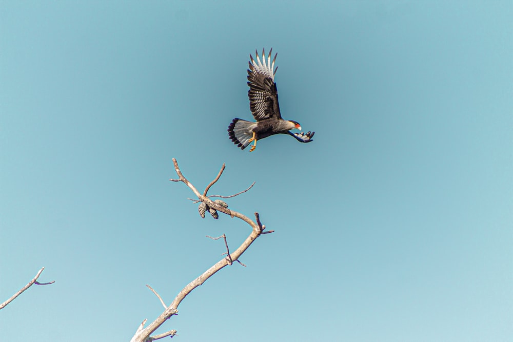 black and white bird flying on the sky