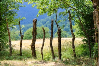 A rustic wooden fence made from irregular vertical posts entwined with barbed wire, surrounded by lush green foliage. Beyond the fence, a field with tall grass is visible, leading to a dense forest covering rolling hills under a clear blue sky.