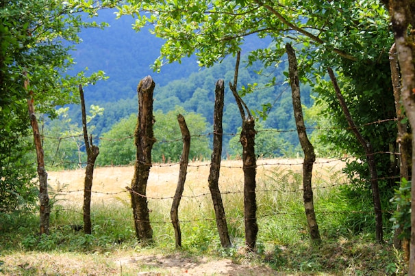 A rustic wooden fence made from irregular vertical posts entwined with barbed wire, surrounded by lush green foliage. Beyond the fence, a field with tall grass is visible, leading to a dense forest covering rolling hills under a clear blue sky.