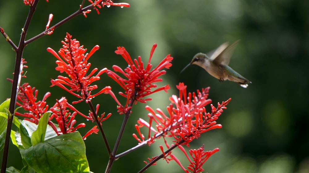 brown and white humming bird flying