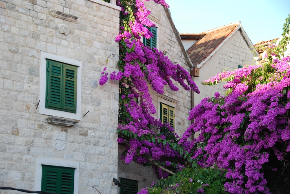 purple flowers on brown brick wall