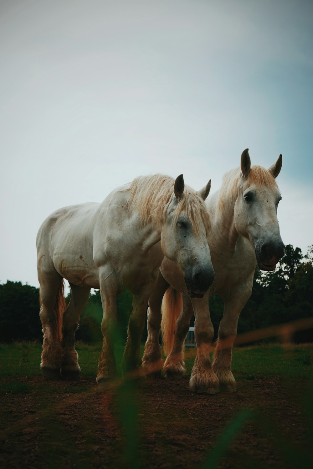 white horse on green grass field during daytime