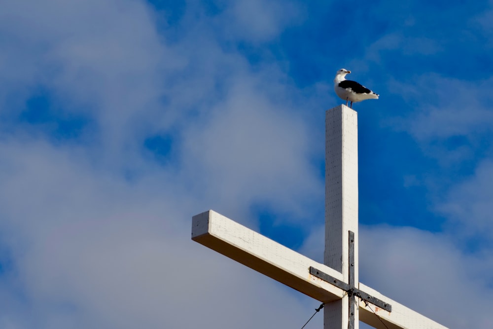 black and white bird on gray wooden post under blue sky during daytime