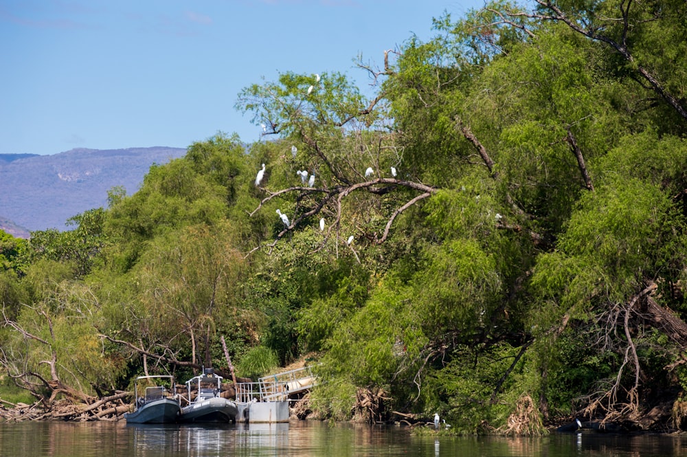 green trees beside body of water during daytime