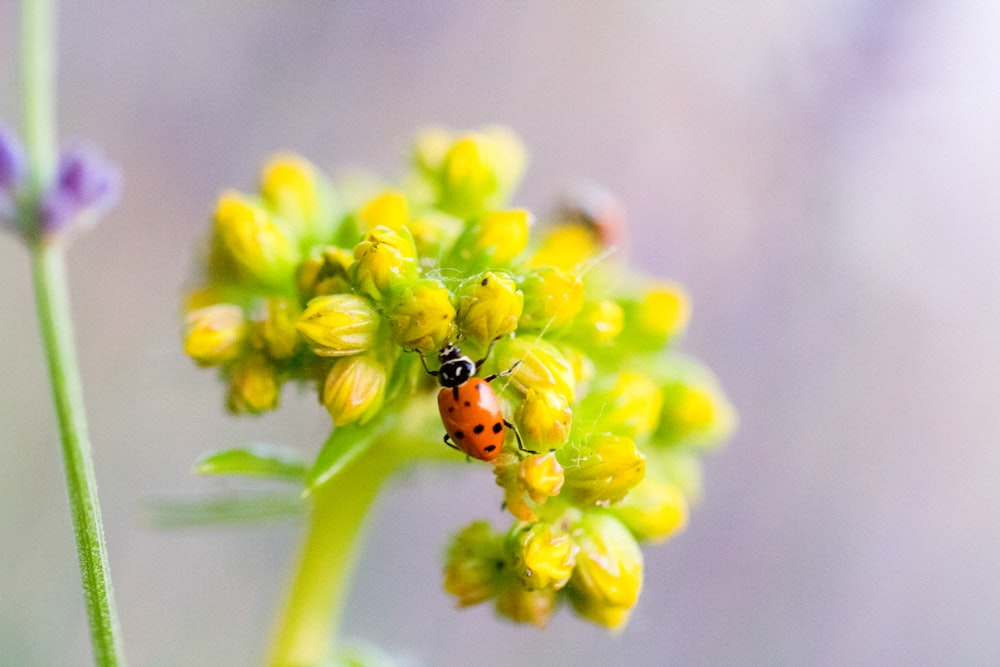 red ladybug perched on yellow flower in close up photography
