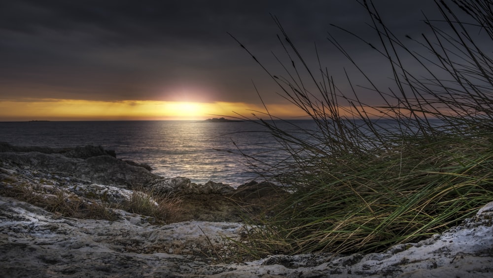 herbe verte près du plan d’eau au coucher du soleil