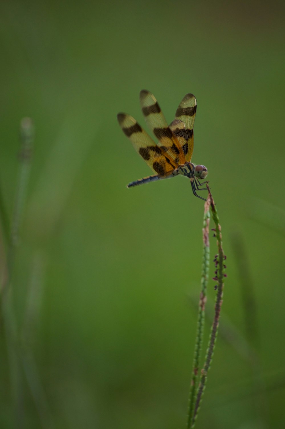 yellow and black dragonfly on green grass during daytime