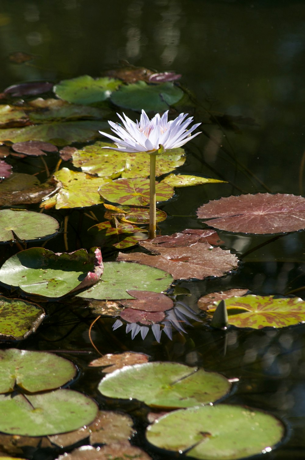 purple waterlily in bloom during daytime