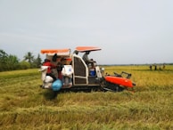 A rice field where a harvester is actively working. Several sacks of harvested grain are visible piled onto the machine. Workers are engaged in the process, with some standing nearby, likely overseeing the operation in the background. The scene is set in a rural landscape with open skies and distant trees lining the horizon.