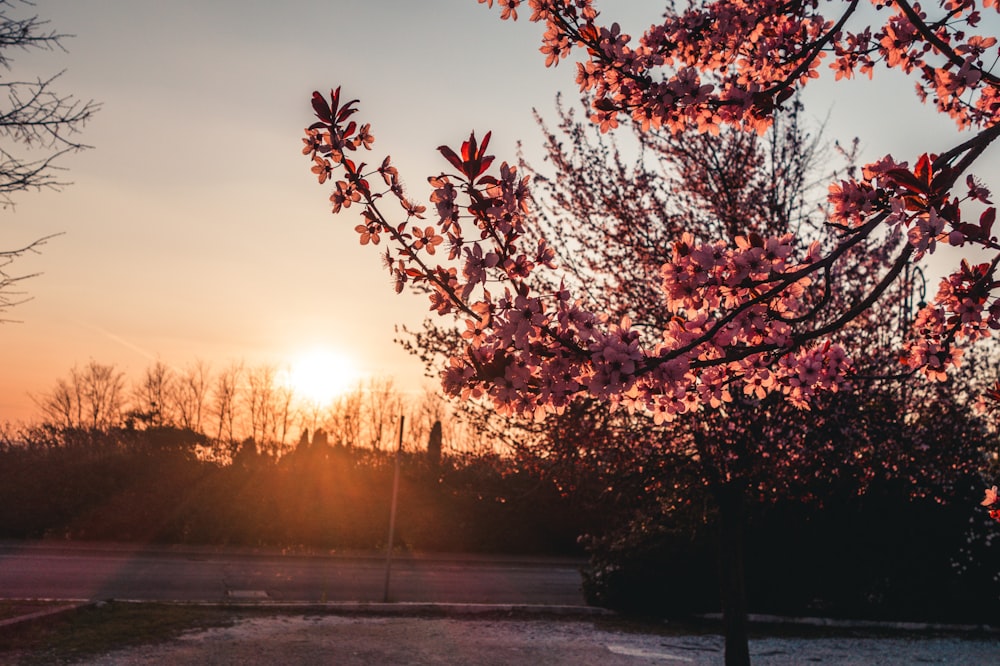 red leaf tree near road during sunset