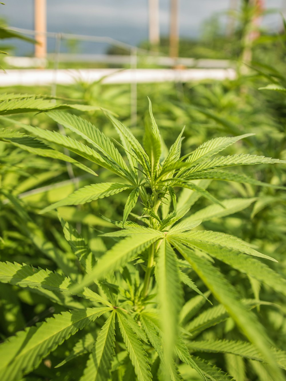 green leaf plant during daytime