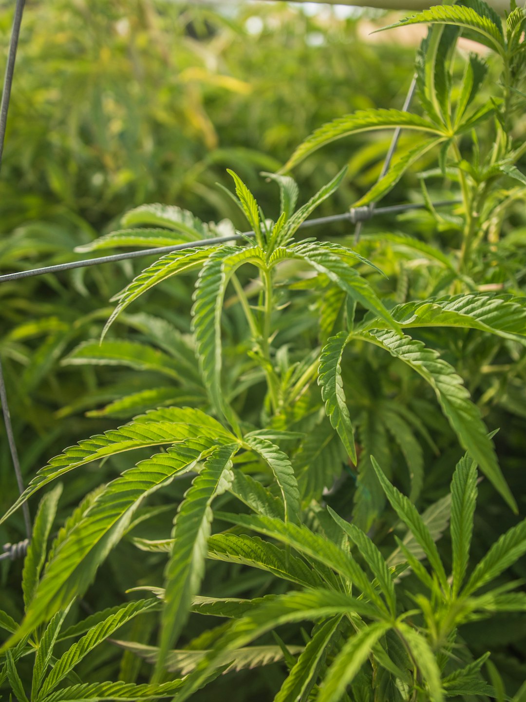 green leaf plant during daytime