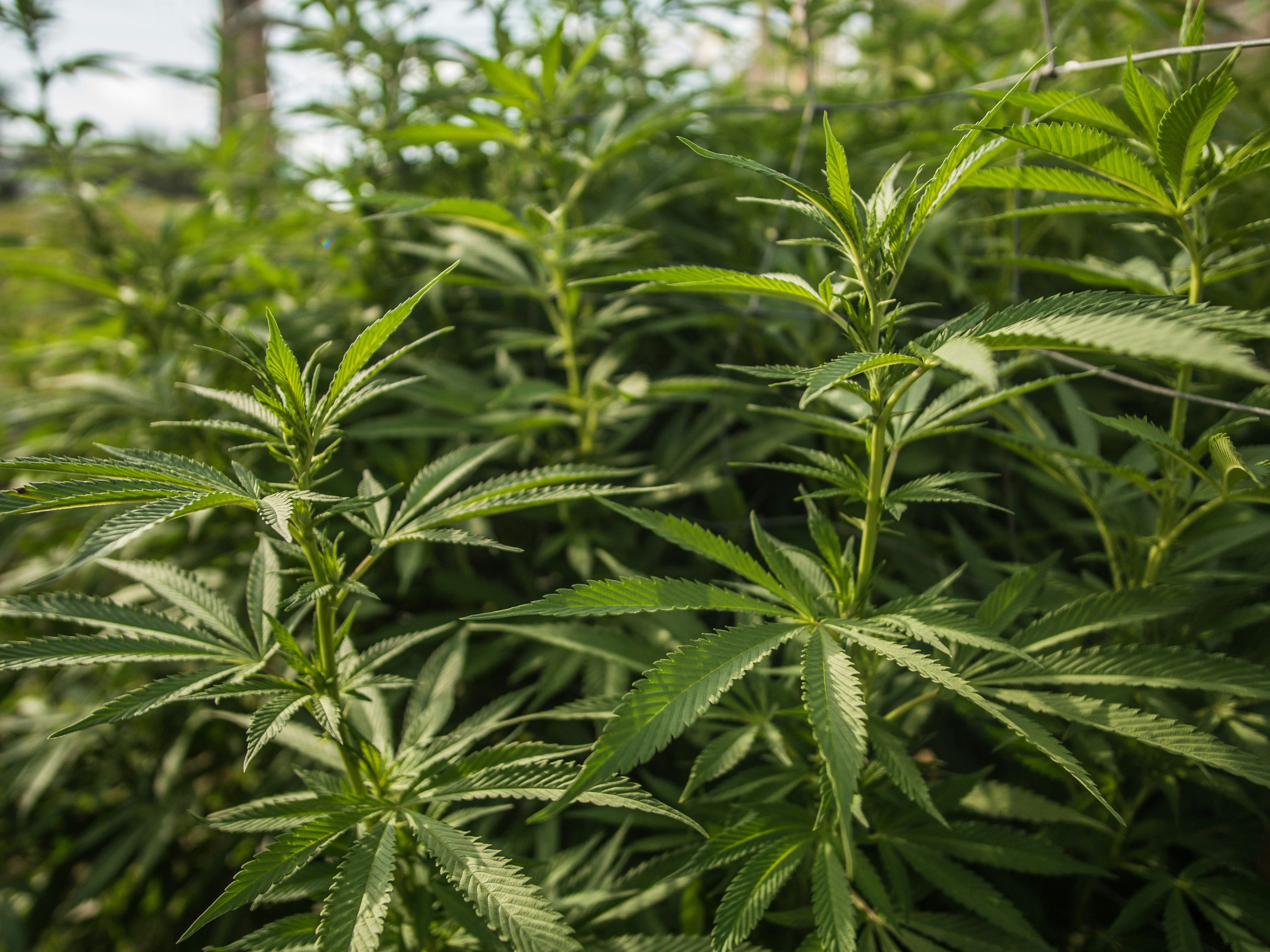 New Study Shows Promise for High-CBG Hemp Extract in Treating Inflammatory Bowel Disease