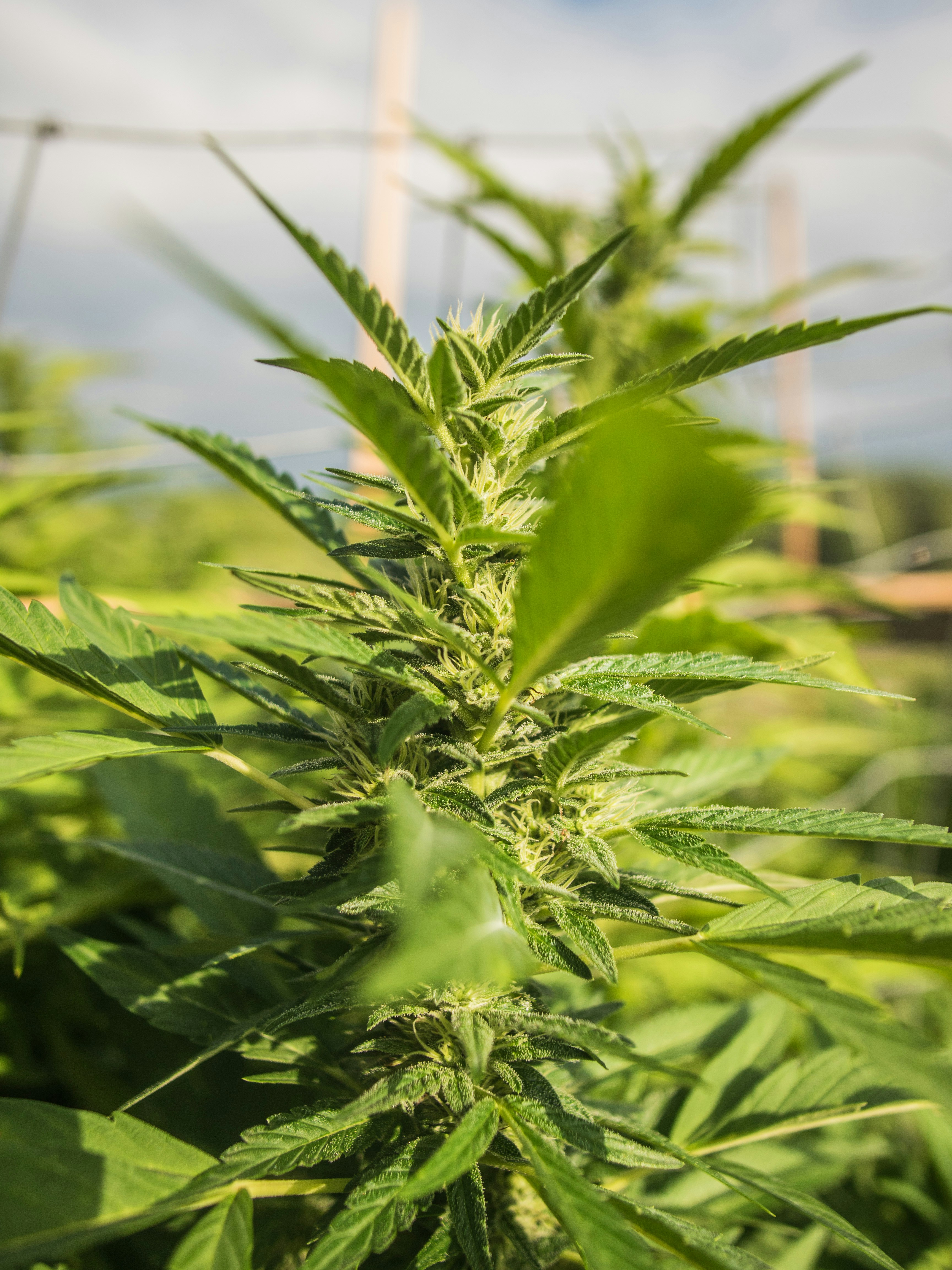 Photo by giobartlett