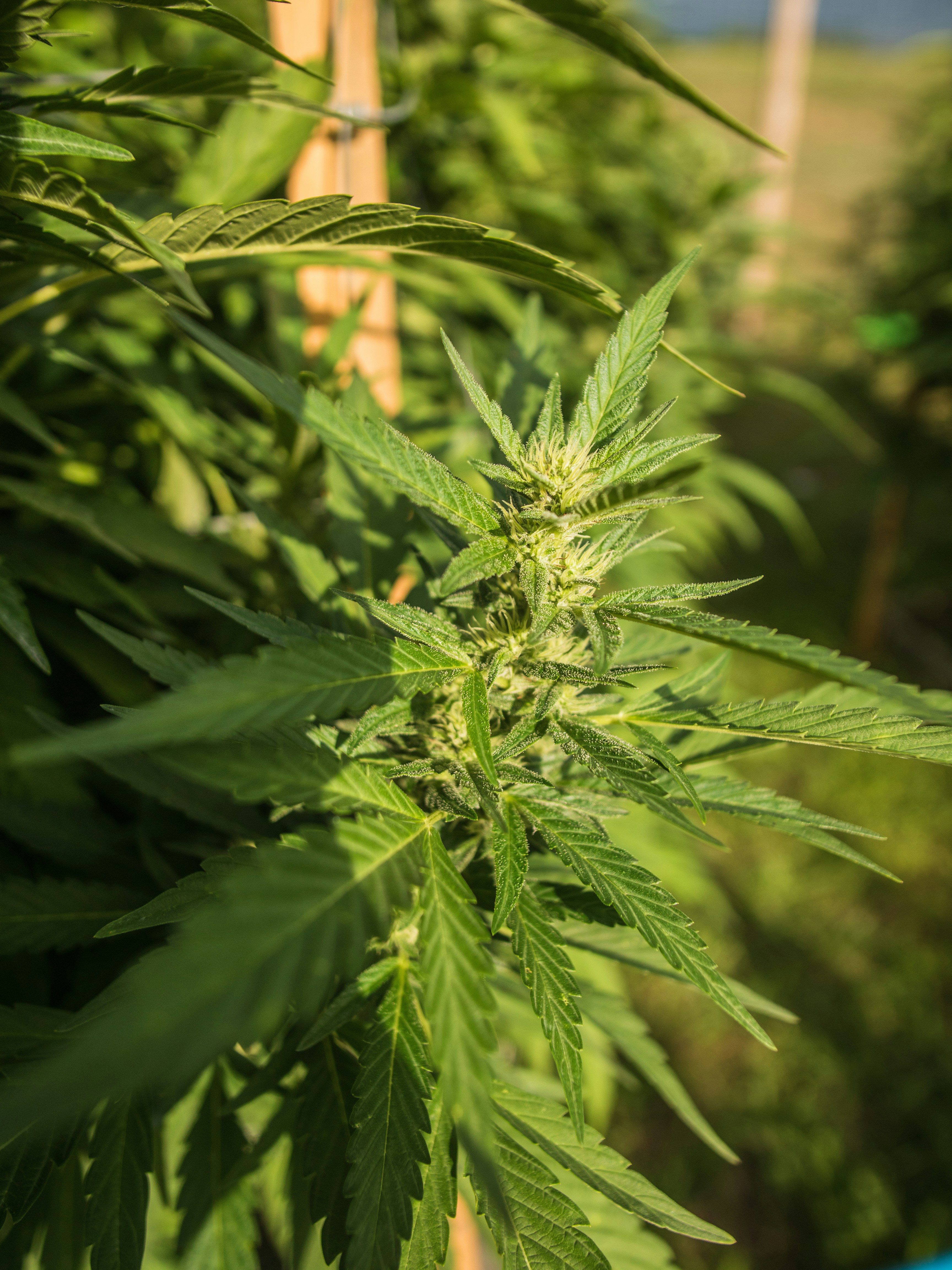 Photo by giobartlett