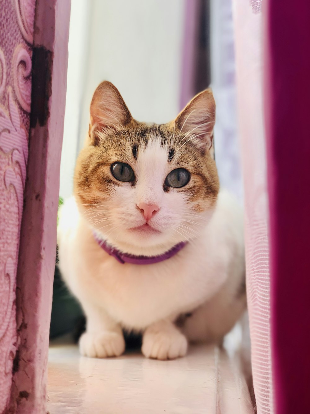 white and brown cat on pink textile