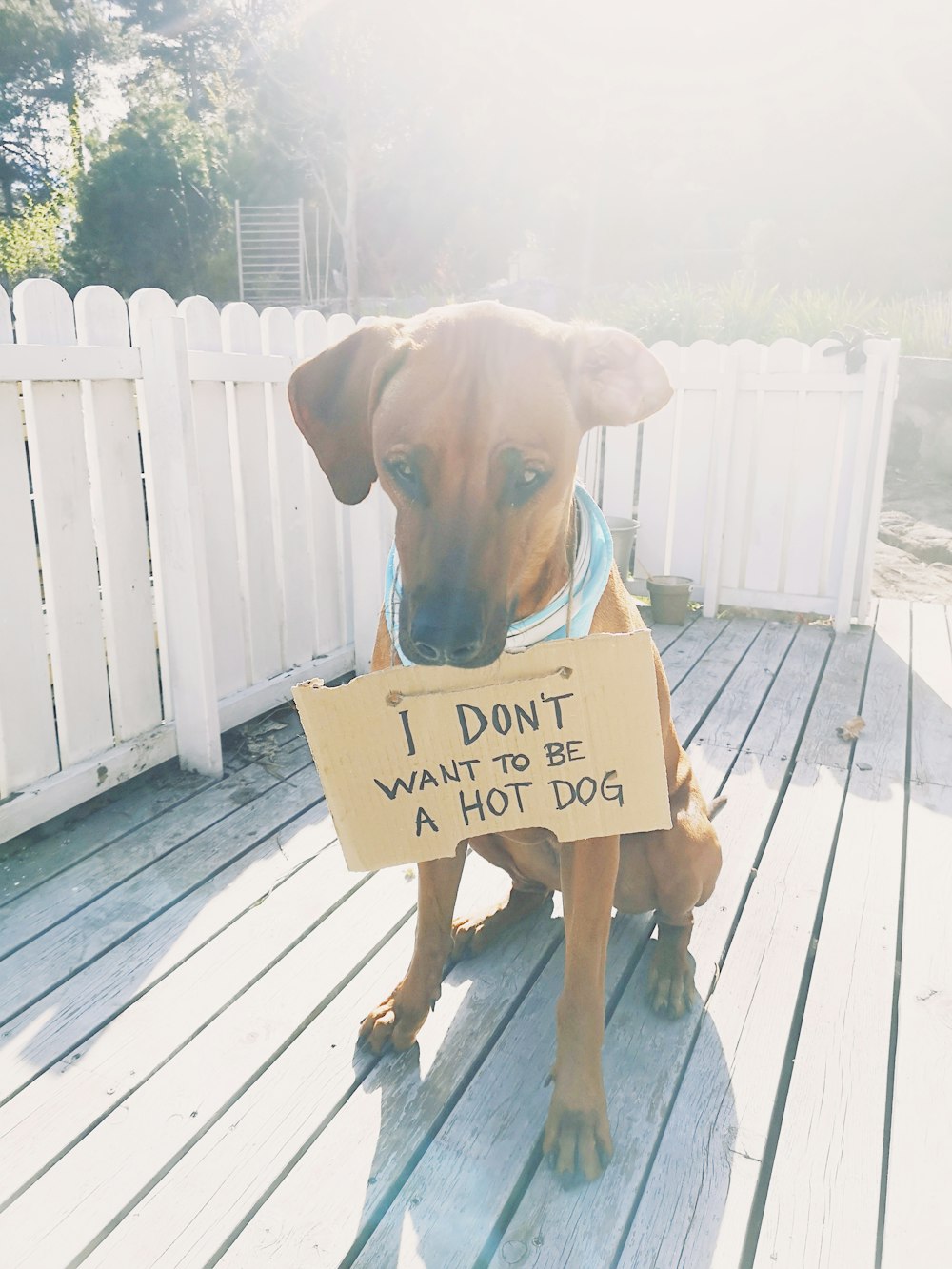 brown short coated dog on brown wooden fence