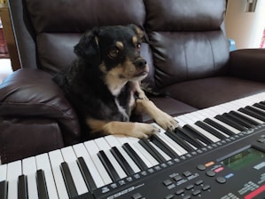 A playful dog wearing a headset, typing on a bright blue keyboard in a fun office.