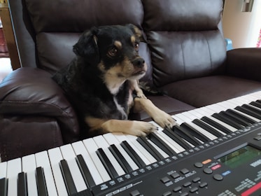 A playful dog wearing a headset, typing on a bright blue keyboard in a fun office.