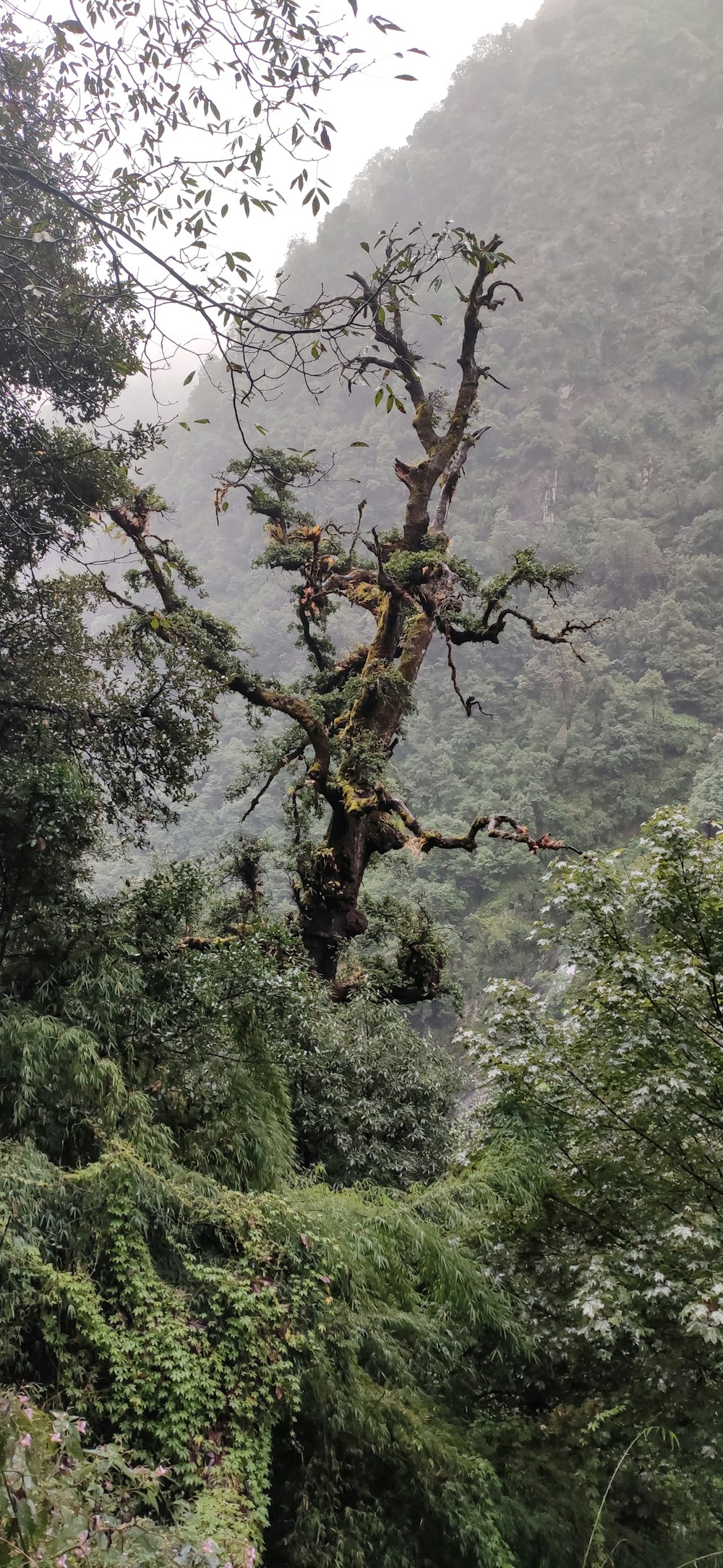 árboles verdes y nubes blancas