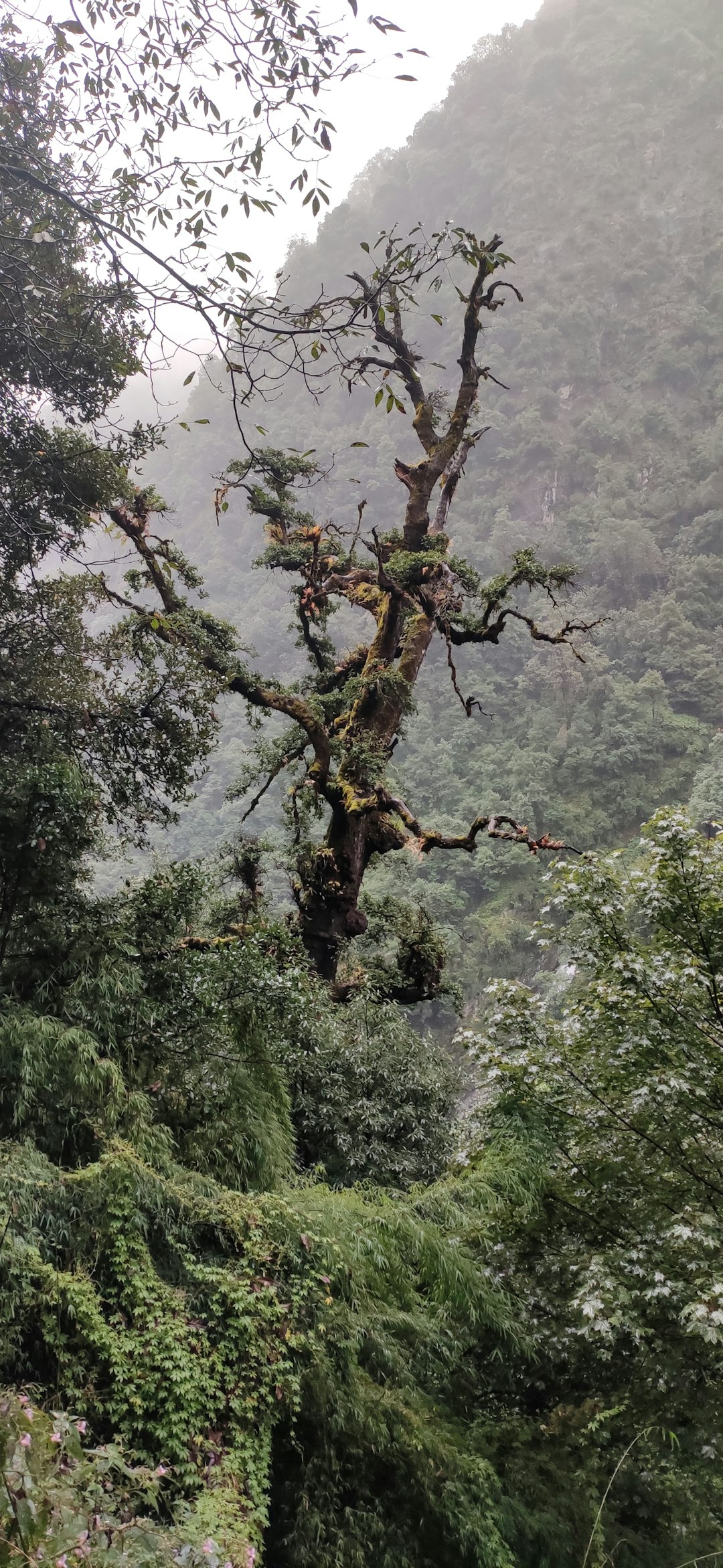 Forest photo spot Kedarnath Uttarkashi