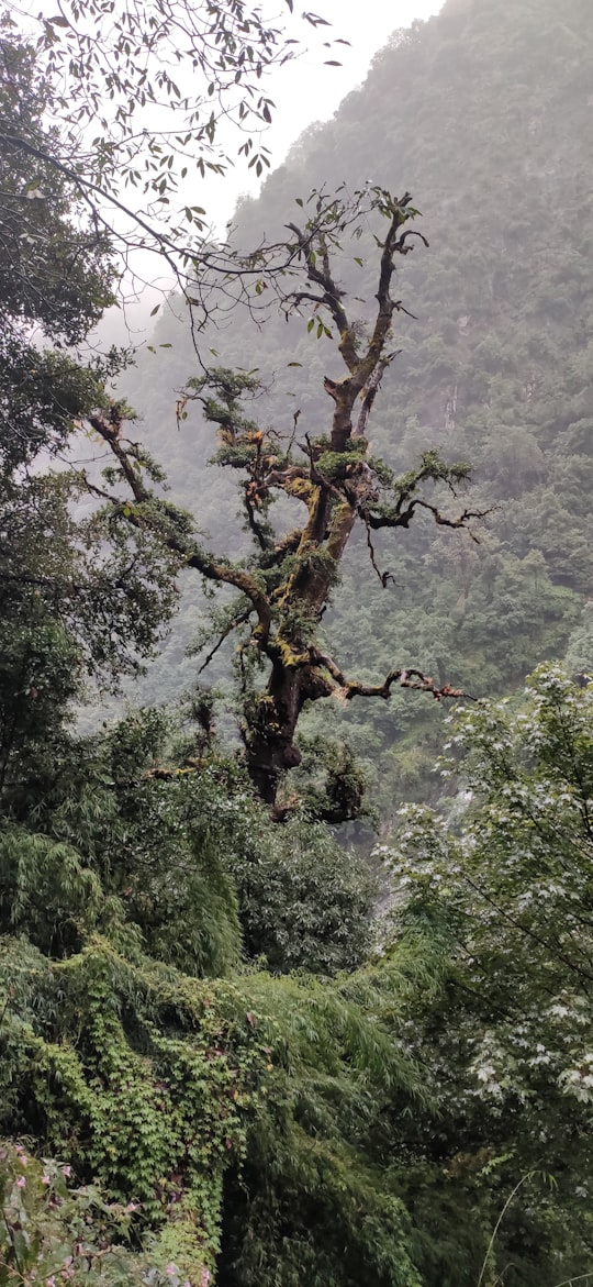 green trees and white clouds in Kedarnath India