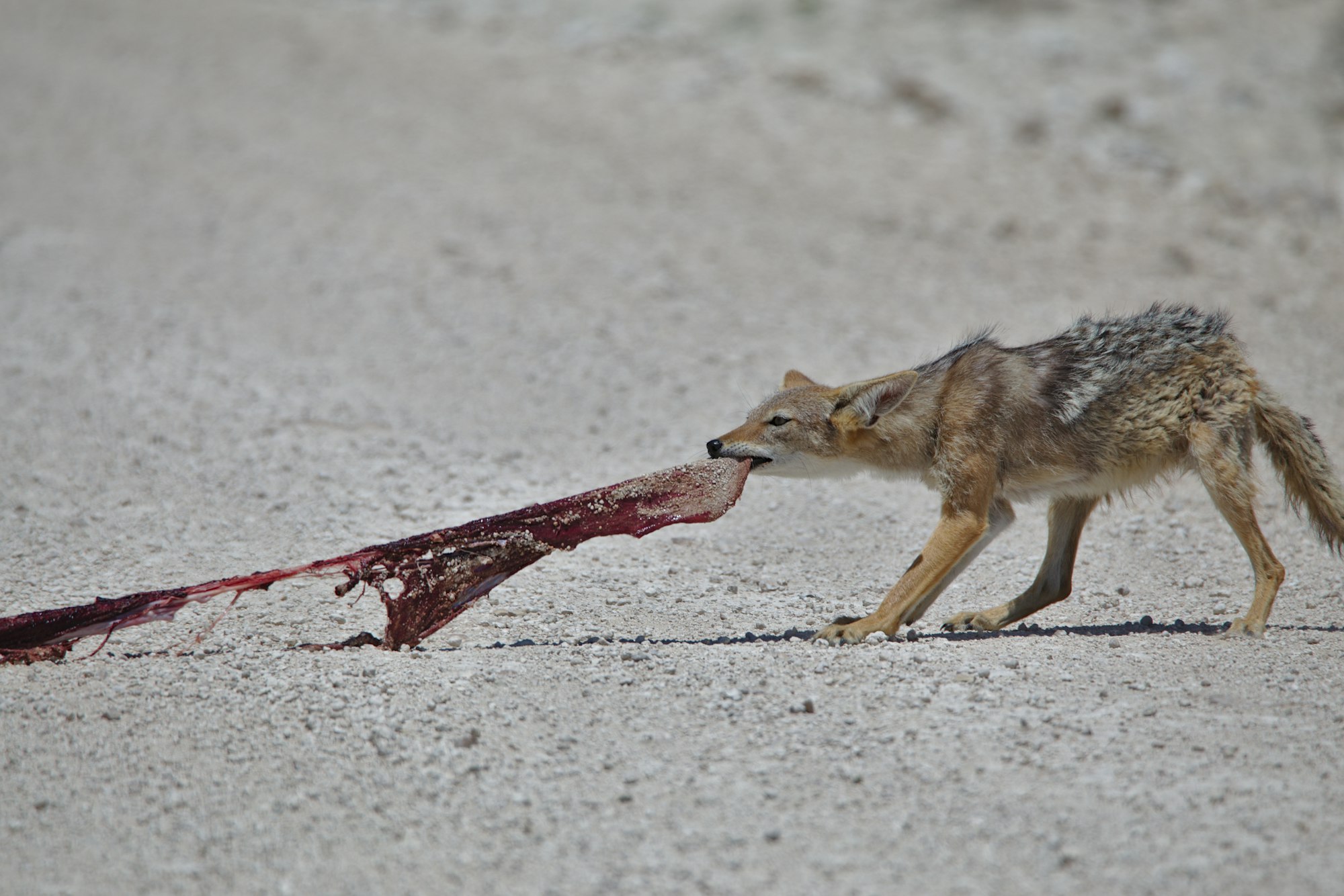 Black-backed jackal, Namibia