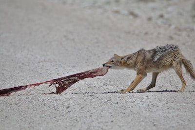 brown and white wolf walking on snow covered ground during daytime namibia teams background