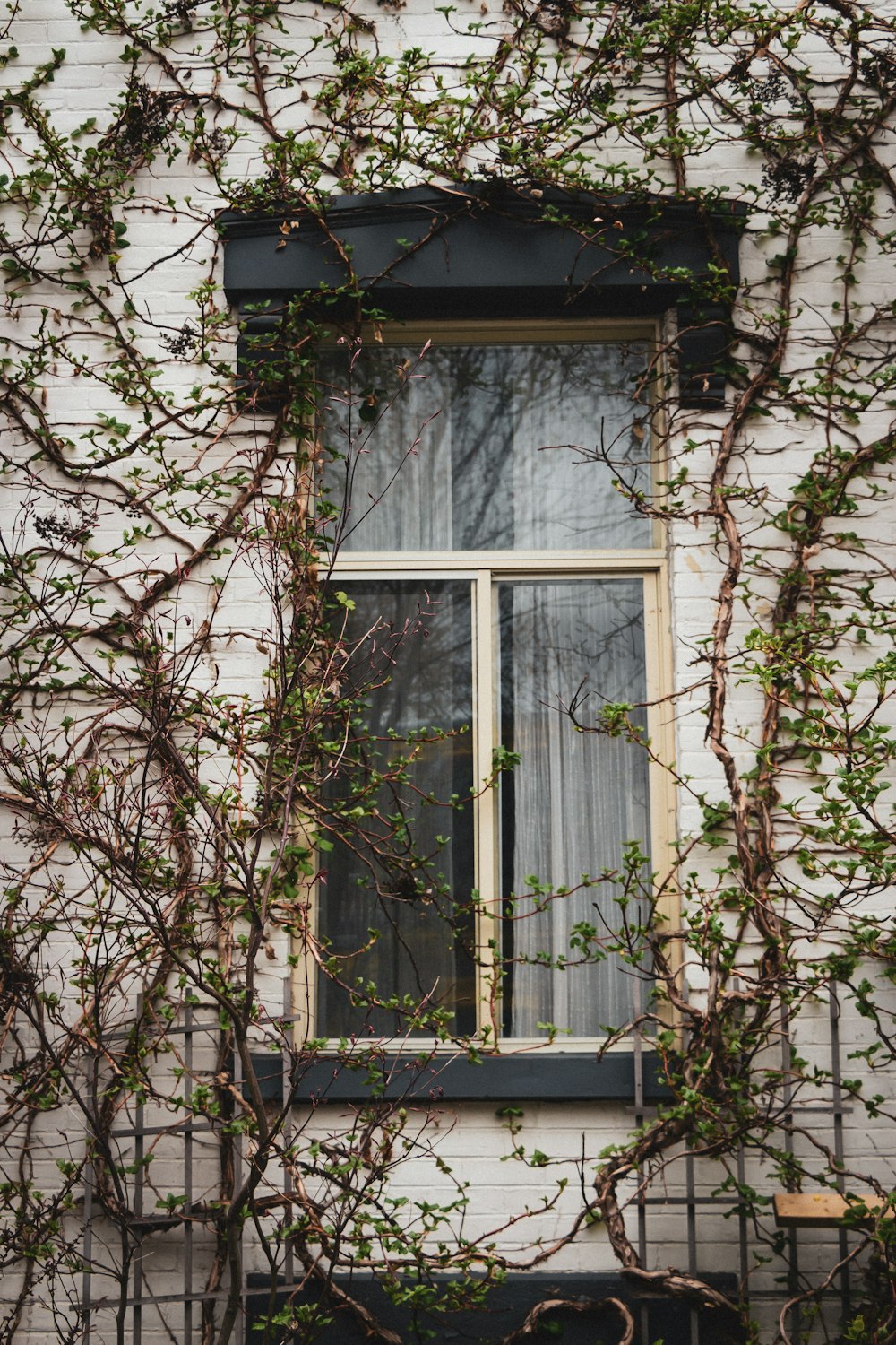 a window with vines growing around it