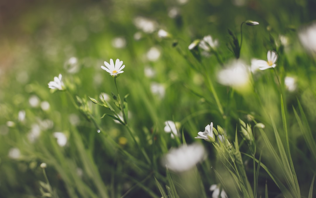 white and yellow flower in tilt shift lens