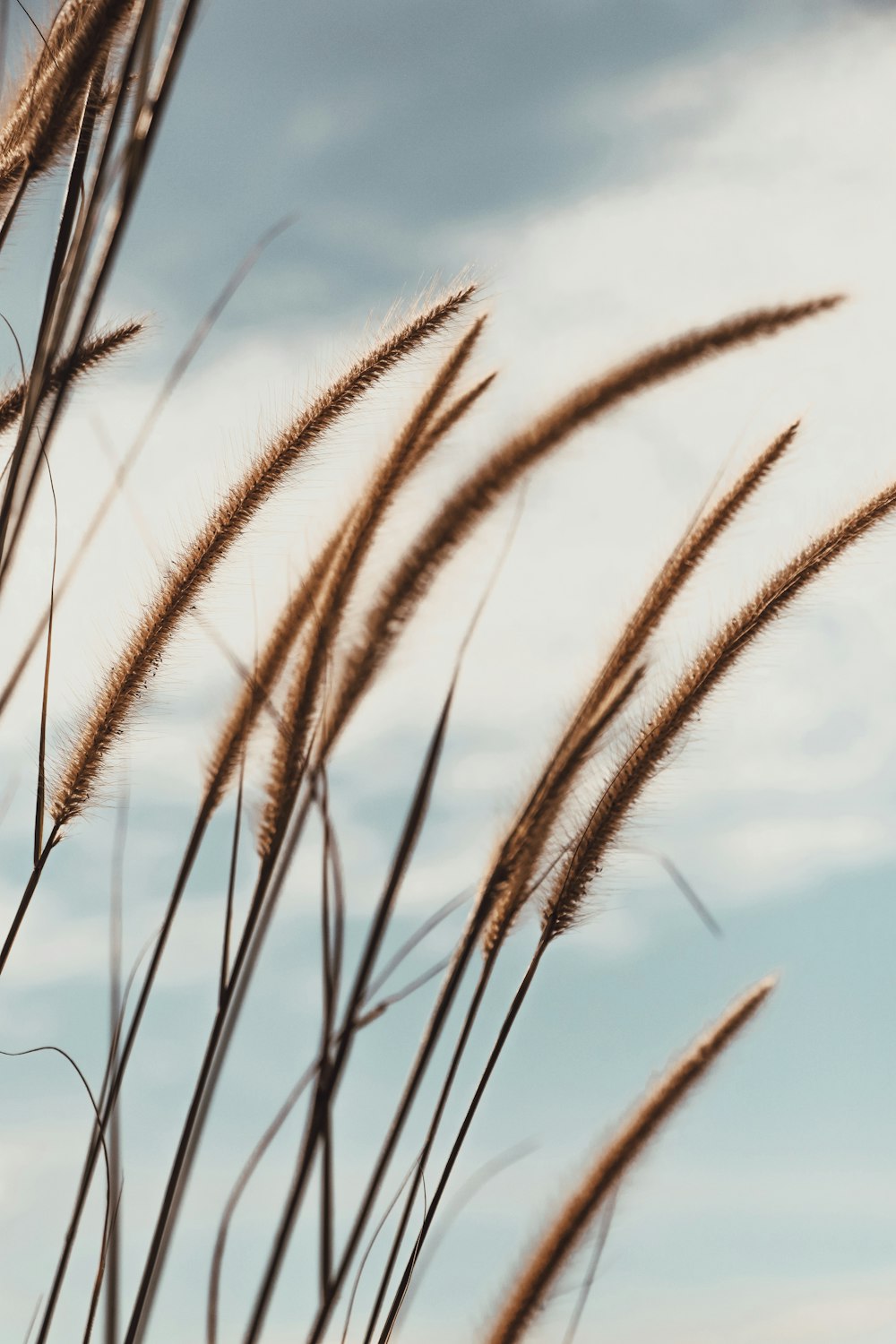 Braunes Weizenfeld unter blauem Himmel tagsüber