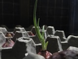 A close-up of a sprouting red onion placed in an egg carton, with green shoots emerging from the top. The scene appears dimly lit, with shadows emphasizing the texture of the carton and the onion.