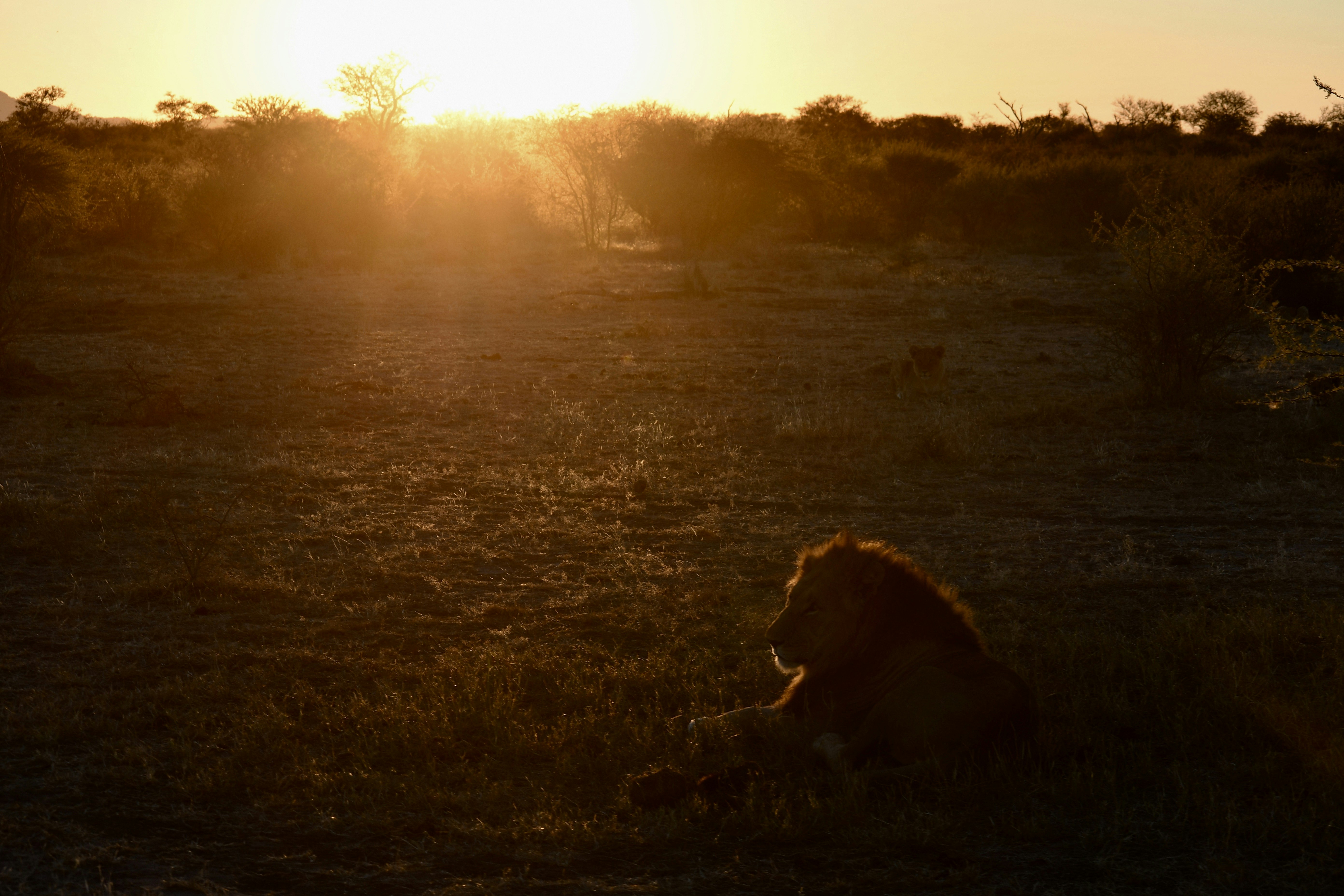 Leão em safári sob o pôr do sol