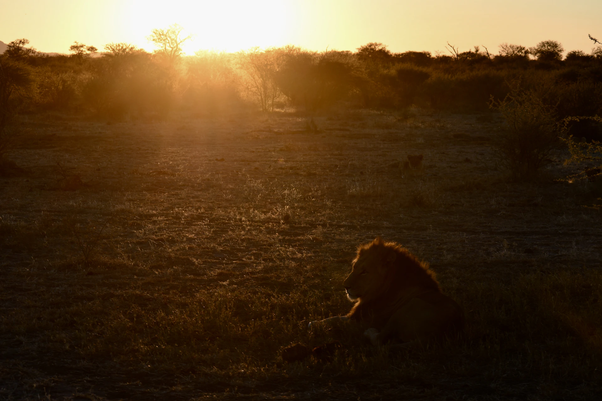 Lion at sunset on the African savanna