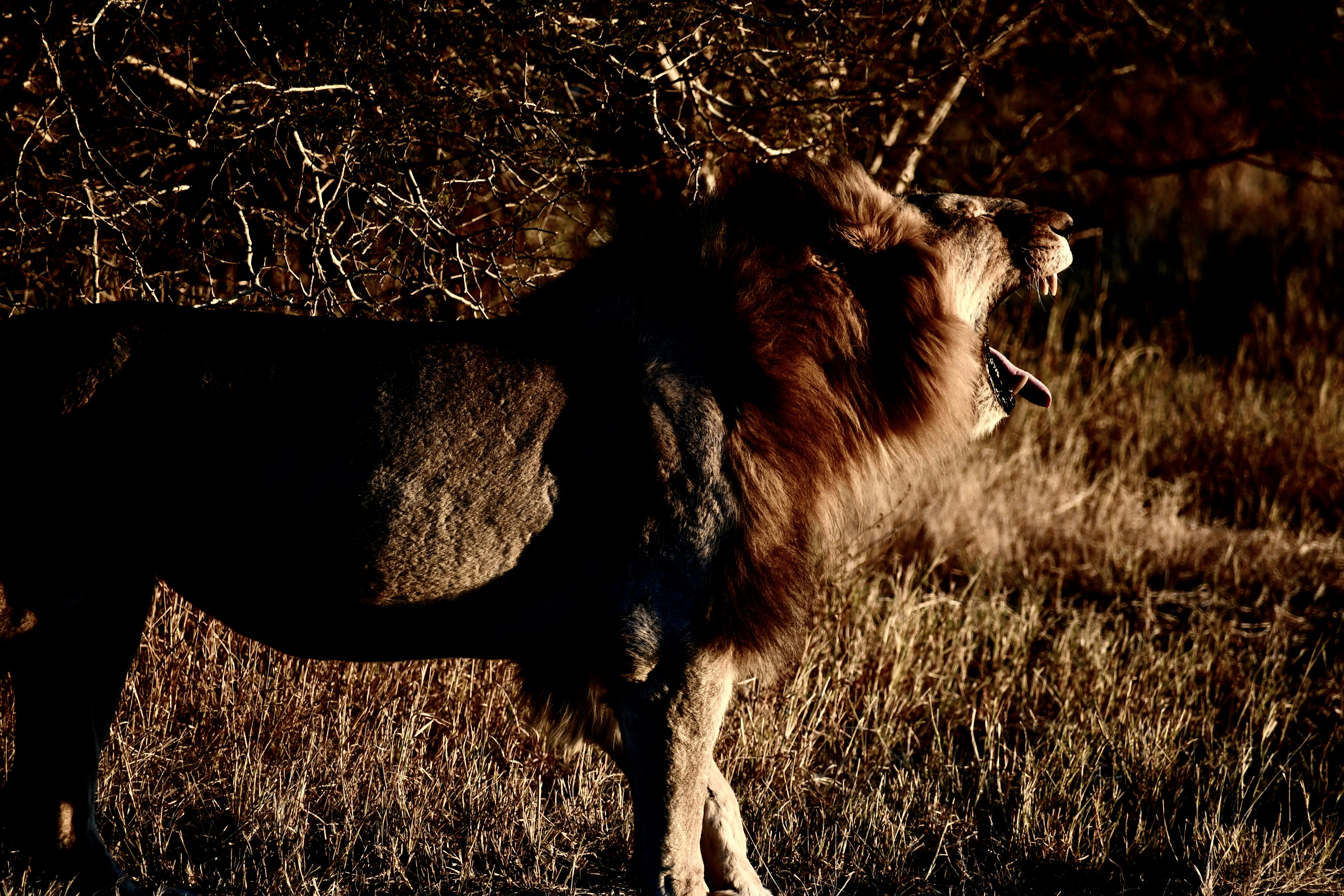Lions Basking in the Cool Night (image credits: unsplash)