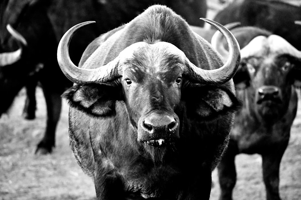 water buffalo in grayscale photography