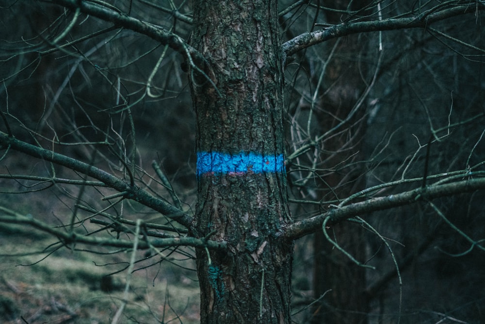 a blue marker on a tree in the woods