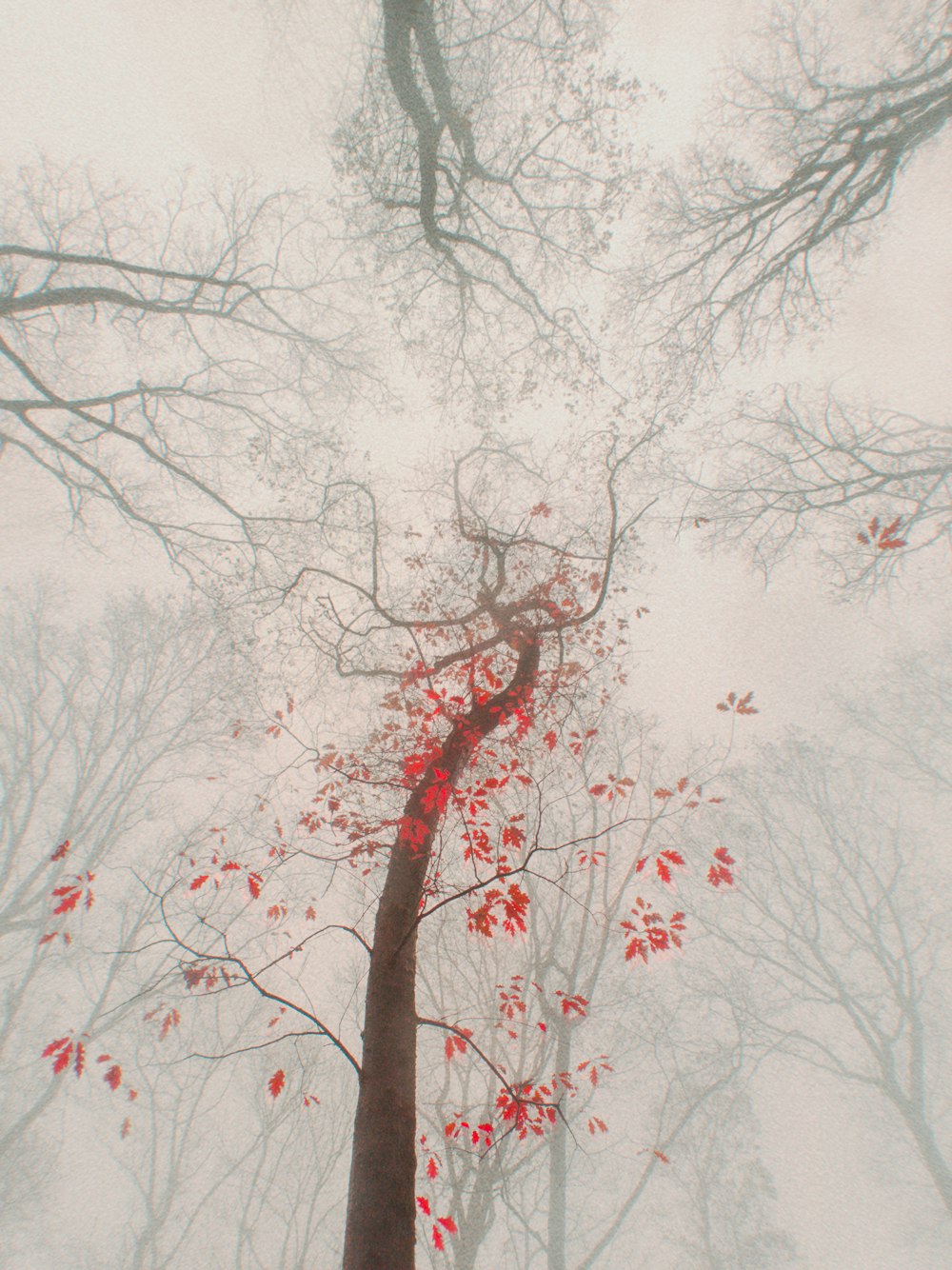 bare trees under white sky during daytime