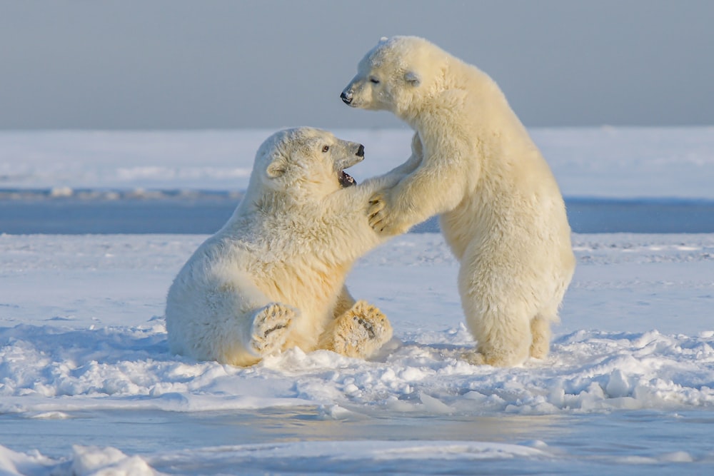 낮 동안 눈 덮인 땅에 북극곰
