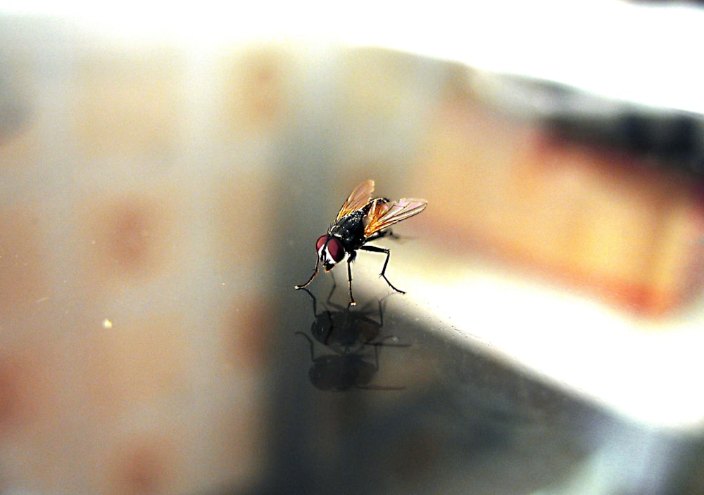 black fly on glass window