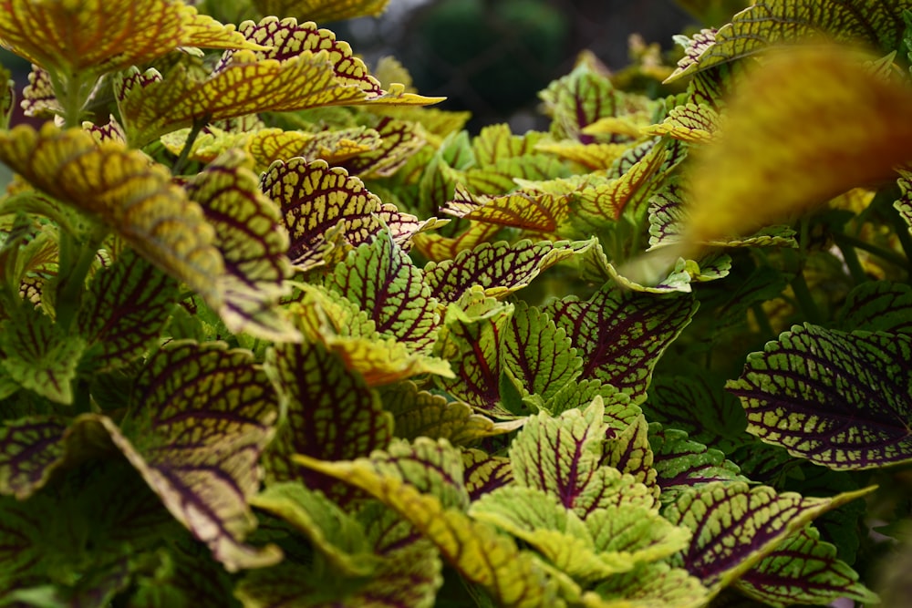 feuilles vertes et brunes dans la lentille à bascule