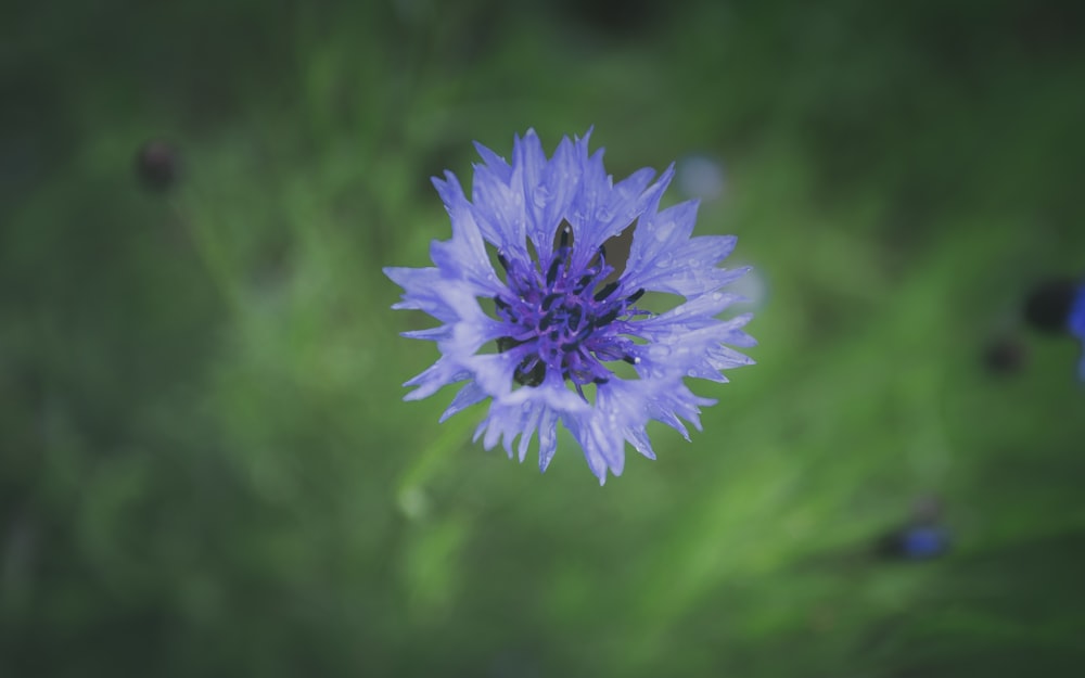 purple flower in tilt shift lens