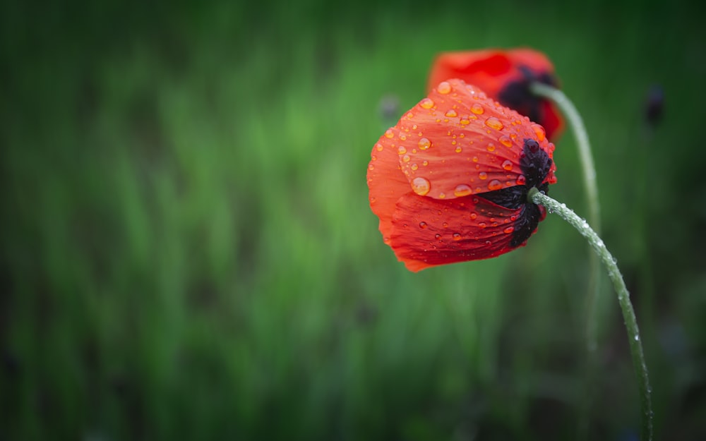 red flower in tilt shift lens