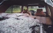 The interior of a car is shown with shattered glass scattered across the backseat and rear deck. Two car seats are covered with an orange and black patterned fabric resembling tiger stripes. The windows have been smashed, and through the windshield view, a grassy area with some trees is visible.